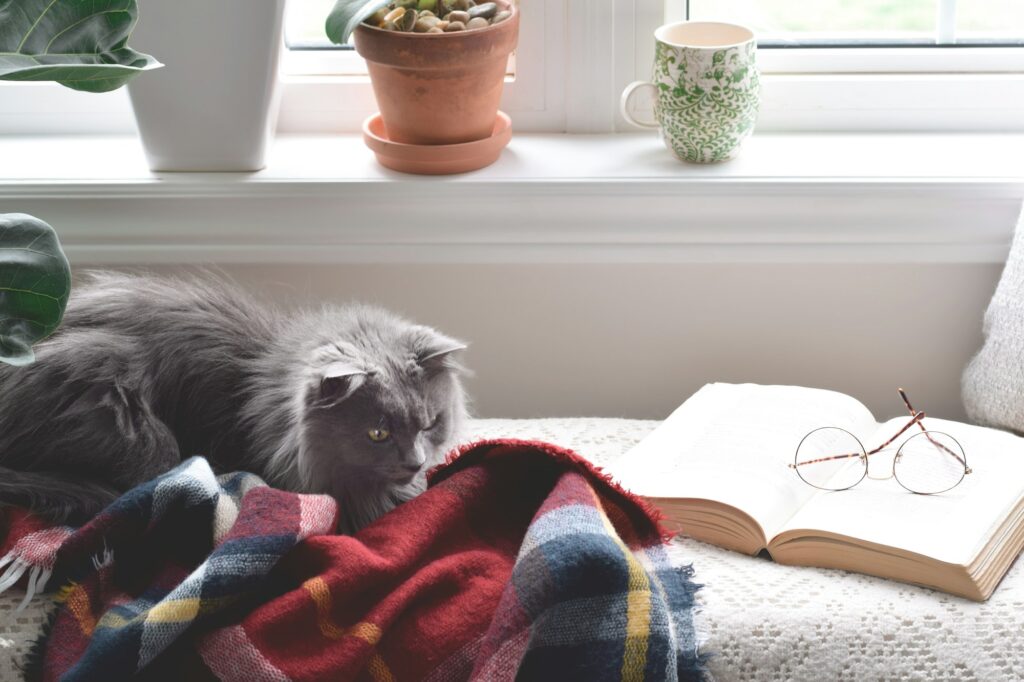 Cute cat sitting in cozy reading nook by a window